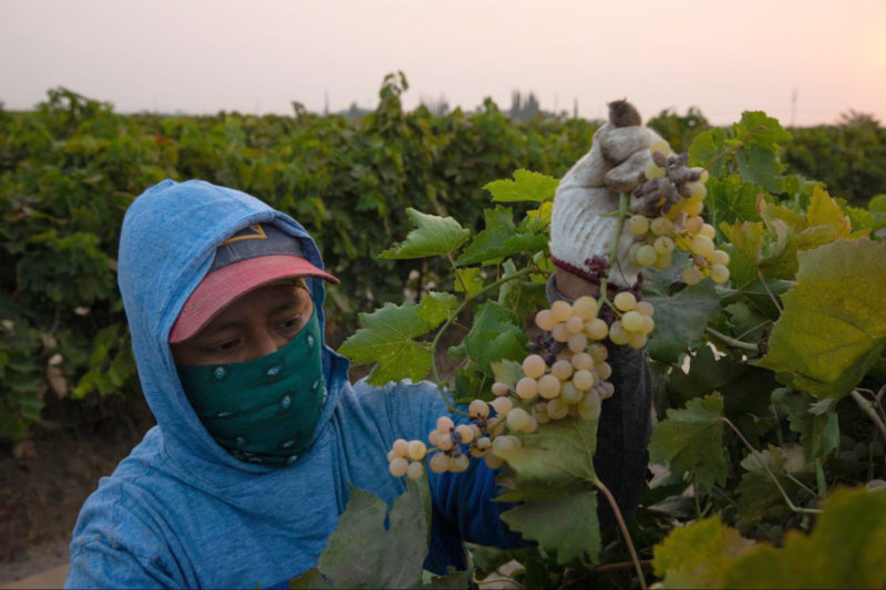 Early in the morning, Silvia Garcia develops a rhythm to quickly and most efficiently pick each grape branch before temperatures reach the high 90s.